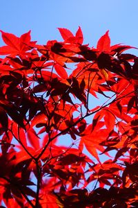 Preview wallpaper bush, branches, leaves, red, macro