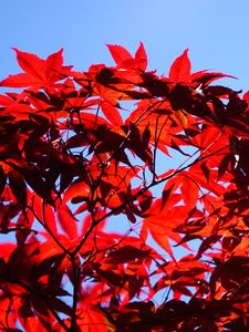 Preview wallpaper bush, branches, leaves, red, macro