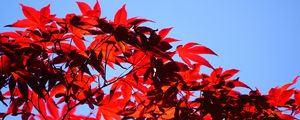 Preview wallpaper bush, branches, leaves, red, macro