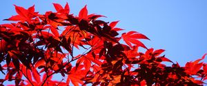 Preview wallpaper bush, branches, leaves, red, macro