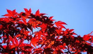 Preview wallpaper bush, branches, leaves, red, macro