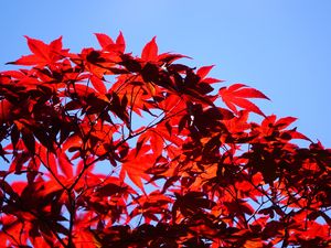 Preview wallpaper bush, branches, leaves, red, macro