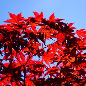 Preview wallpaper bush, branches, leaves, red, macro