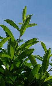 Preview wallpaper bush, branches, leaves, macro, sky