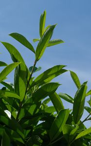 Preview wallpaper bush, branches, leaves, macro, sky