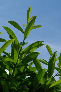 Preview wallpaper bush, branches, leaves, macro, sky