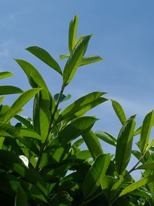 Preview wallpaper bush, branches, leaves, macro, sky