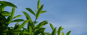 Preview wallpaper bush, branches, leaves, macro, sky