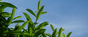 Preview wallpaper bush, branches, leaves, macro, sky