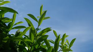 Preview wallpaper bush, branches, leaves, macro, sky