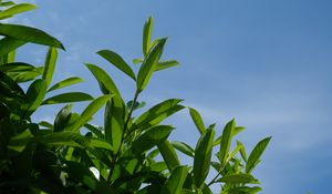 Preview wallpaper bush, branches, leaves, macro, sky