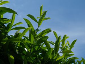 Preview wallpaper bush, branches, leaves, macro, sky