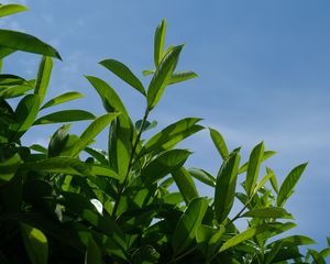 Preview wallpaper bush, branches, leaves, macro, sky