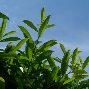 Preview wallpaper bush, branches, leaves, macro, sky