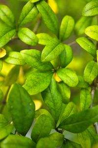 Preview wallpaper bush, branches, leaves, macro, green