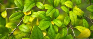 Preview wallpaper bush, branches, leaves, macro, green