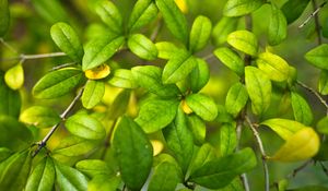 Preview wallpaper bush, branches, leaves, macro, green