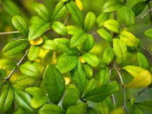 Preview wallpaper bush, branches, leaves, macro, green