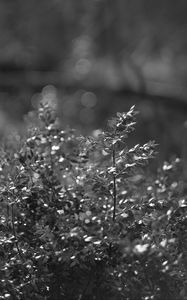 Preview wallpaper bush, branches, macro, bw