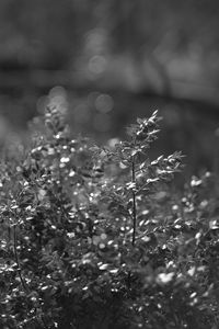 Preview wallpaper bush, branches, macro, bw