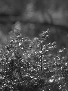 Preview wallpaper bush, branches, macro, bw