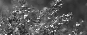 Preview wallpaper bush, branches, macro, bw