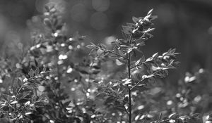 Preview wallpaper bush, branches, macro, bw