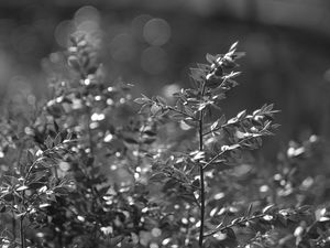 Preview wallpaper bush, branches, macro, bw