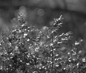 Preview wallpaper bush, branches, macro, bw