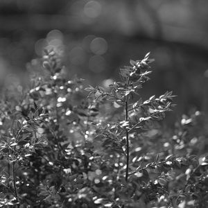 Preview wallpaper bush, branches, macro, bw