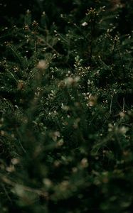Preview wallpaper bush, branches, needles, plant, green