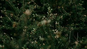 Preview wallpaper bush, branches, needles, plant, green