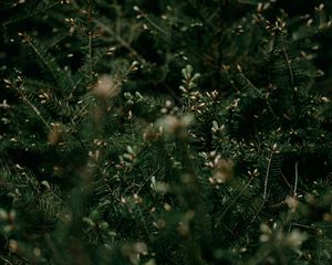 Preview wallpaper bush, branches, needles, plant, green