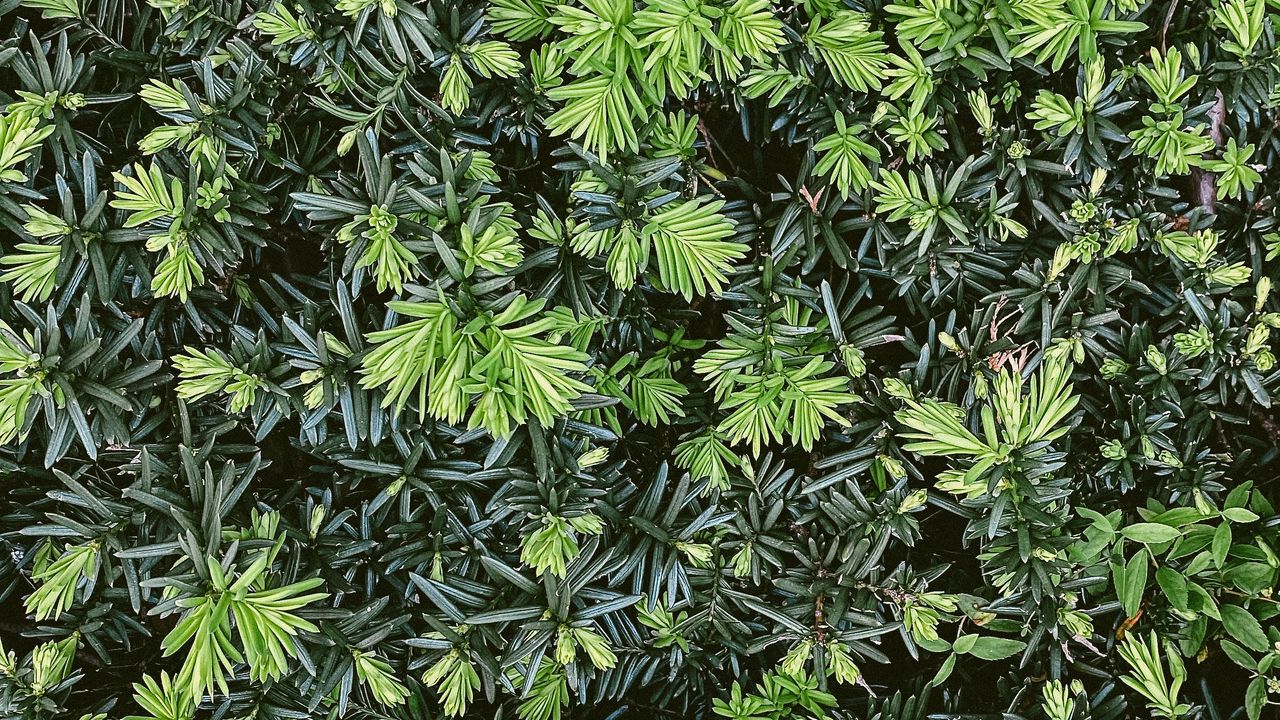Wallpaper bush, branches, needles, macro, green, shades