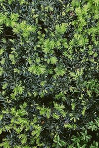Preview wallpaper bush, branches, needles, macro, green, shades