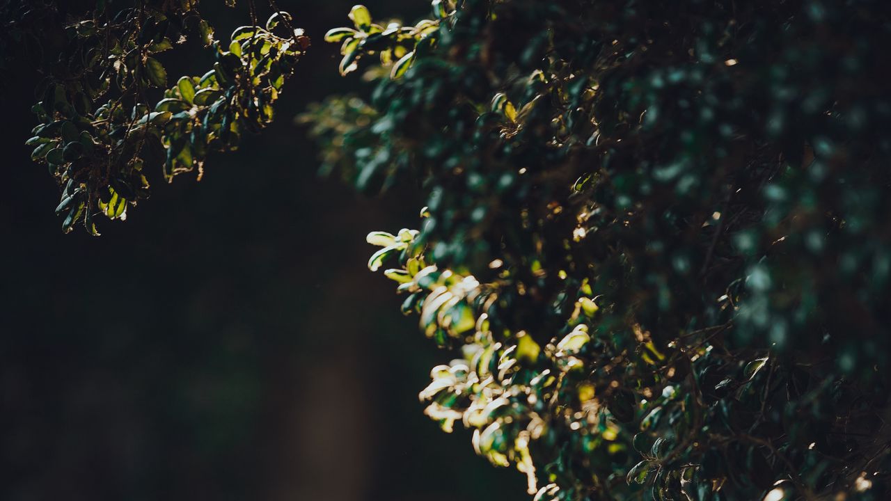 Wallpaper bush, branches, plant, green, nature