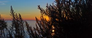 Preview wallpaper bush, branches, sunset, sun, rays, dark