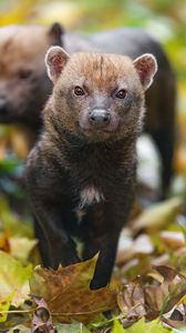 Preview wallpaper bush dog, forest, leaves, autumn, predator, animals
