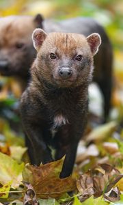Preview wallpaper bush dog, forest, leaves, autumn, predator, animals