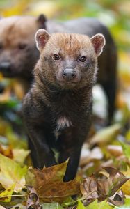 Preview wallpaper bush dog, forest, leaves, autumn, predator, animals