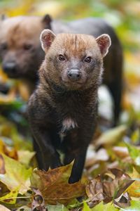 Preview wallpaper bush dog, forest, leaves, autumn, predator, animals