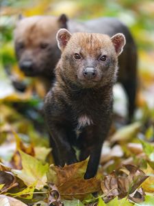 Preview wallpaper bush dog, forest, leaves, autumn, predator, animals