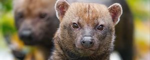 Preview wallpaper bush dog, forest, leaves, autumn, predator, animals