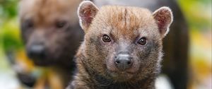 Preview wallpaper bush dog, forest, leaves, autumn, predator, animals