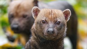 Preview wallpaper bush dog, forest, leaves, autumn, predator, animals