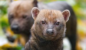 Preview wallpaper bush dog, forest, leaves, autumn, predator, animals