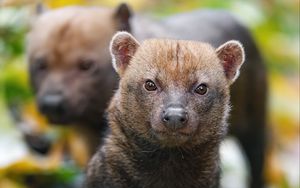 Preview wallpaper bush dog, forest, leaves, autumn, predator, animals