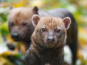 Preview wallpaper bush dog, forest, leaves, autumn, predator, animals