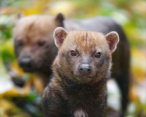Preview wallpaper bush dog, forest, leaves, autumn, predator, animals
