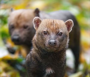 Preview wallpaper bush dog, forest, leaves, autumn, predator, animals
